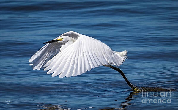 Egret Poster featuring the photograph Snowy Liftoff by DB Hayes