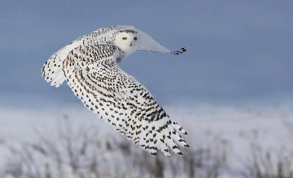 Wildlife Poster featuring the photograph Snowy Owl by Mircea Costina