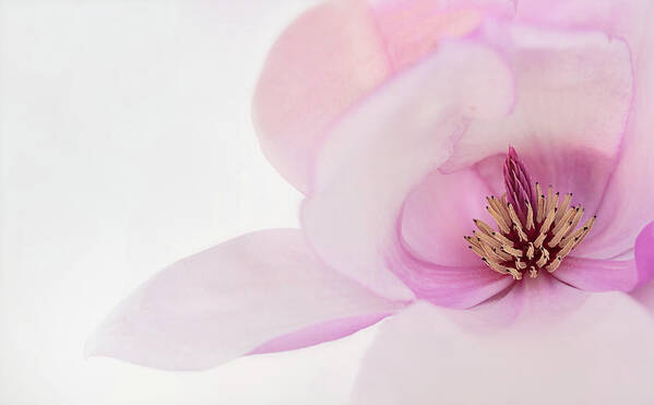 Japanese Magnolia Poster featuring the photograph Soft Nest by Mary Jo Allen