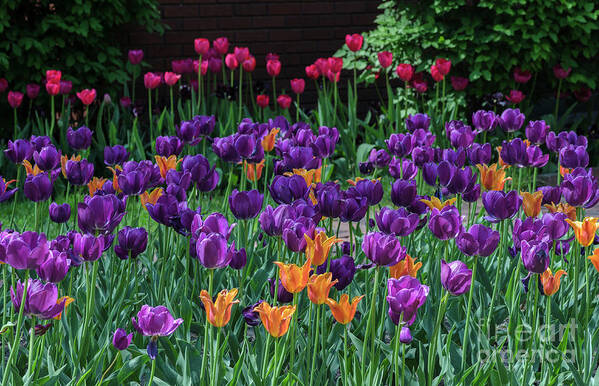 Tulips Poster featuring the photograph Spring Tulip Bed by Tamara Becker