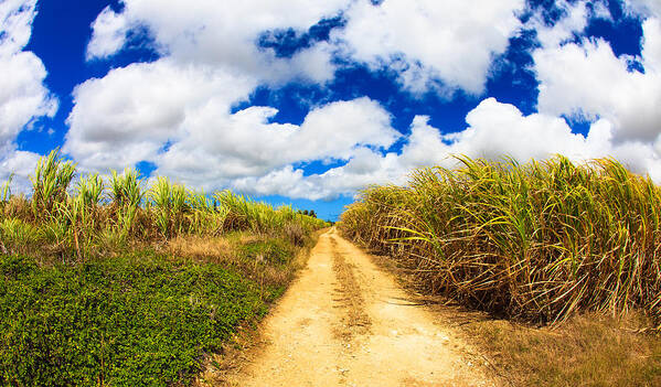 Barbados Poster featuring the photograph Sugarcane Fields by Raul Rodriguez