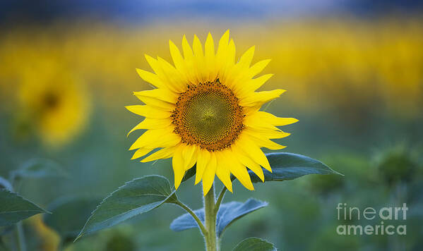 Sunflower Poster featuring the photograph Sunflower by Tim Gainey