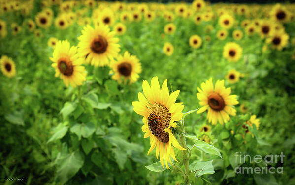 Sunflowers Poster featuring the photograph Sunflowers in Memphis IV by Veronica Batterson