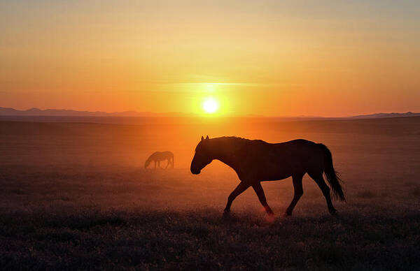 Stallion Wild Onaqui Horses Horse Mustang Sunset Orange Wall Photo Utah Desert Sundown Poster featuring the photograph Sunset Mustang Stallion by Dirk Johnson