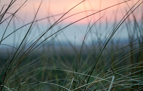 Sun Poster featuring the photograph Sunset through the marsh grass by Spikey Mouse Photography