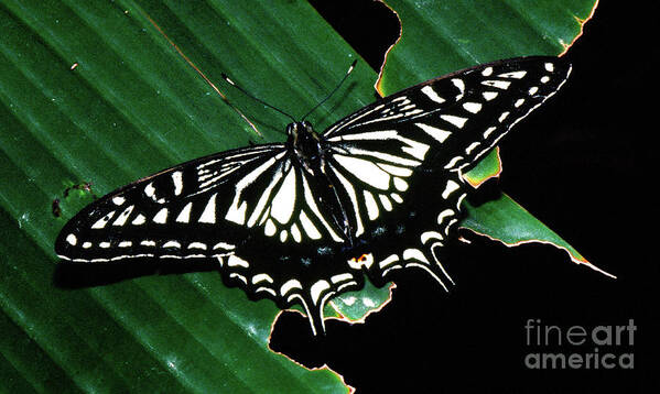 Animal Poster featuring the photograph Swallowtail Butterfly- close by Rick Bures