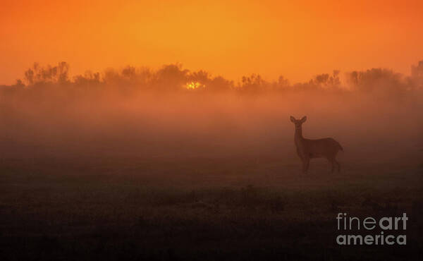 Gulf Coast Poster featuring the photograph The Most Amazing Sunrise With A Deer by Liesl Walsh