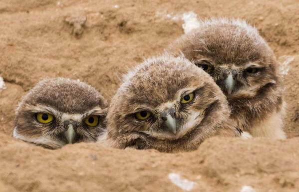 Burrowing Owl Poster featuring the photograph The Three Amigos by Mindy Musick King