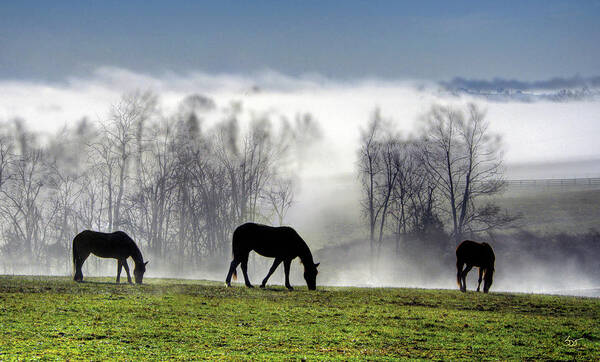 Horse Poster featuring the photograph Three Horse Morning by Sam Davis Johnson
