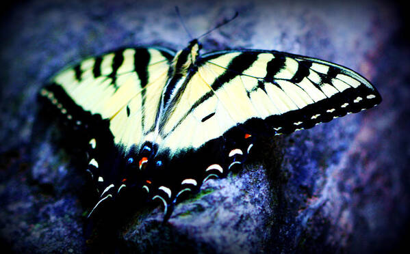 Tiger Poster featuring the photograph Tiger Swallowtail by Susie Weaver