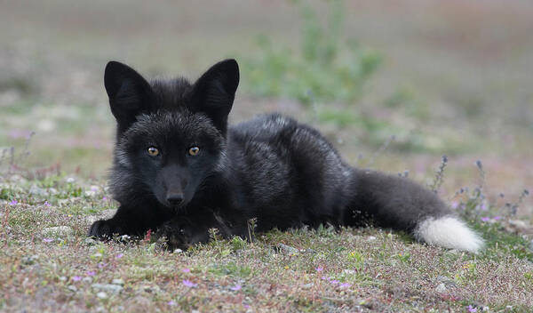 Fox Poster featuring the photograph Here's looking at you by Elvira Butler