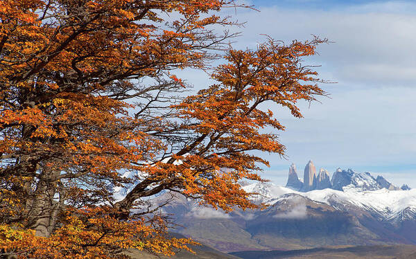 Mountains Poster featuring the photograph Torres del Paine in Fall by Max Waugh