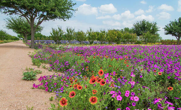 Texas Poster featuring the photograph Trailing Beauty by Lynn Bauer