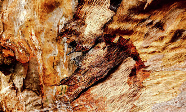 Australian Tree Bark Series Images By Lexa Harpell Poster featuring the photograph Tree Bark Series - Patterns #2 by Lexa Harpell