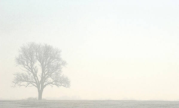 Tree Poster featuring the photograph Tree in Morning Fog by Steve Somerville