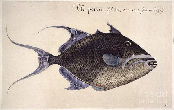 1585 Poster featuring the photograph Trigger-fish, 1585 by Granger