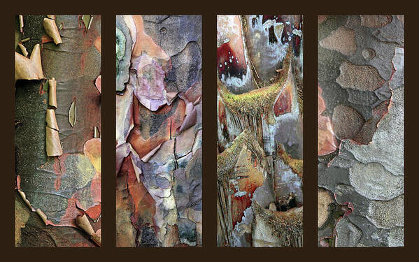 Bark Poster featuring the photograph Tropical Bark Collage by Jessica Jenney