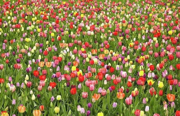 Garden Poster featuring the photograph Tulip field by Garden Gate magazine