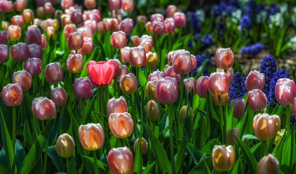 Flower Poster featuring the photograph Tulip Parade by James Barber