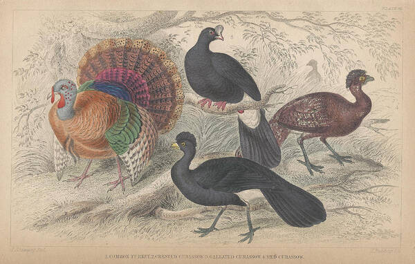 Antique Prints Poster featuring the drawing Turkeys by Dreyer Wildlife Print Collections 