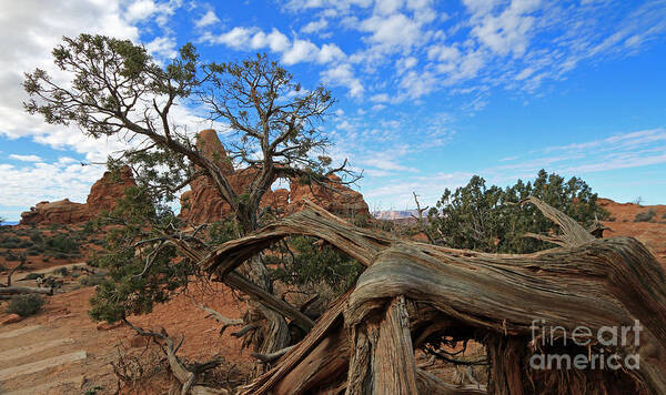 Landscape Poster featuring the photograph Twisted Tree by Mary Haber