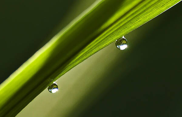 Landscape Poster featuring the photograph Two Dew Drops on a Blade of Grass by Michael Whitaker