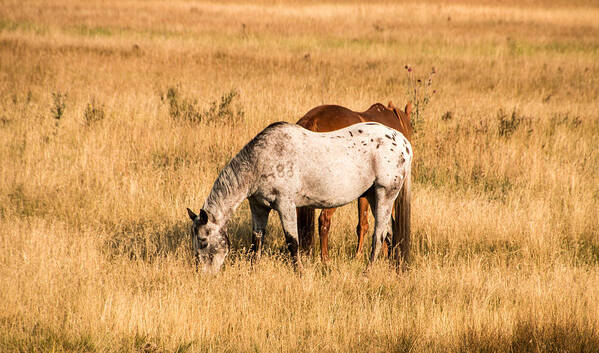 Horses Poster featuring the photograph Two Horses by Cathy Donohoue