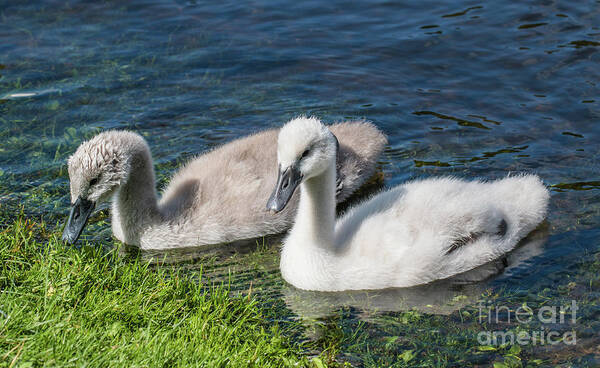 Cygnus Olor Poster featuring the photograph Two young cygnets of mute swan swimming in a lake by Amanda Mohler
