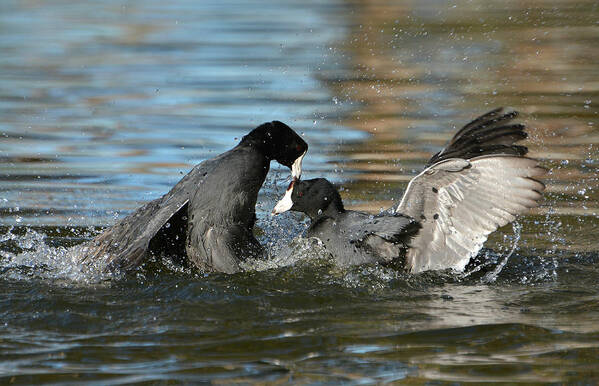 American Coots Poster featuring the photograph Unnecessary Roughness 2 by Fraida Gutovich