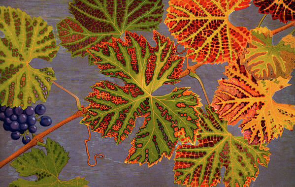 Feuilles D'automne;plant;plants;leaf;leaves;autumn;autumnal;fall;foliage;botany;botanical;vine;vines;grape;grapes;wine;vineyard;ripe;ripened Poster featuring the painting Vine leaves and ripened grapes by Philippe Robert
