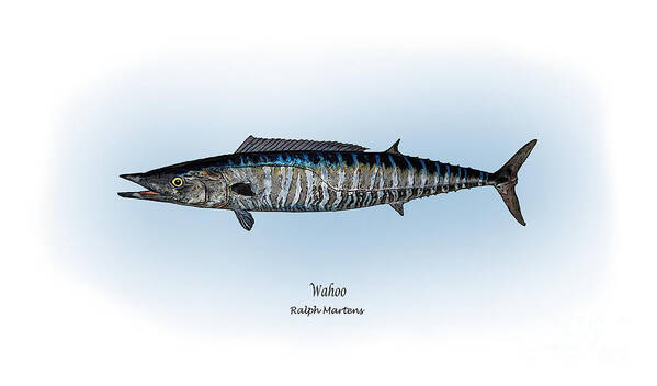 Wahoo Poster featuring the painting Wahoo by Ralph Martens