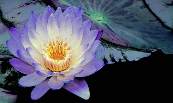 Water Lily Poster featuring the photograph Water Lily in Lavender by Julie Palencia