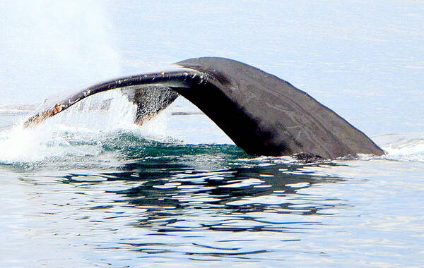 Whale Poster featuring the photograph Whale Watch Moss Landing Series 24 by Antonia Citrino