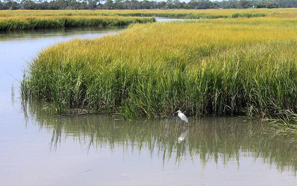 Bird Poster featuring the photograph White Egret on Hunting Island by Ellen Tully