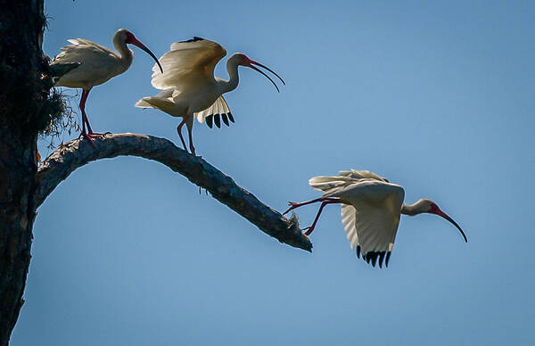 Ibis Poster featuring the photograph White Ibis Takeoff by Tom Claud
