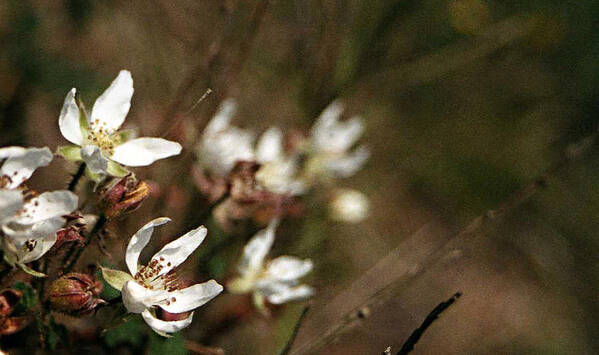 Wildflowers Poster featuring the photograph Wildflowers by Marna Edwards Flavell