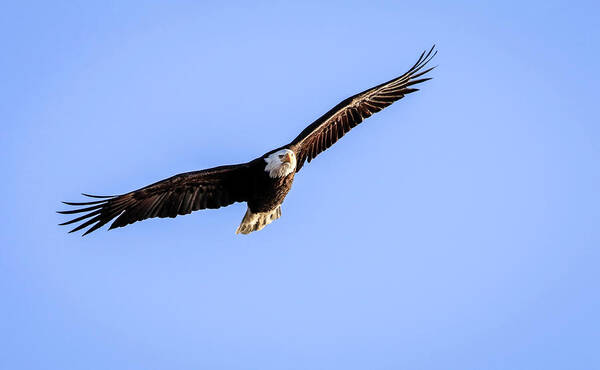 Bald Eagle Poster featuring the photograph Wing Span by Ray Congrove