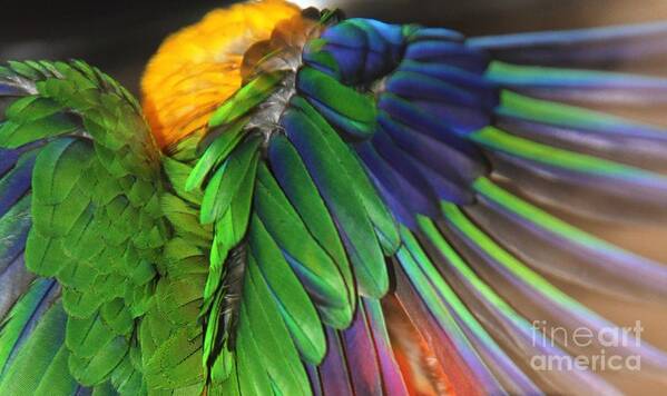 Feathers Poster featuring the photograph Wings of a Conure by Andrea Lazar