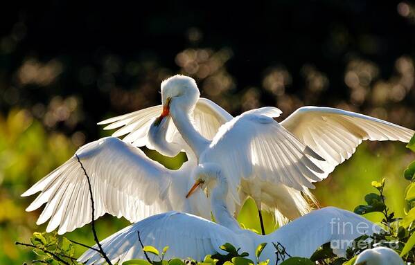 Great White Heron Poster featuring the photograph Wings of Light by Julie Adair