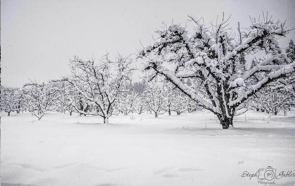 Orchard Poster featuring the photograph Winter in the Orchard by Steph Gabler