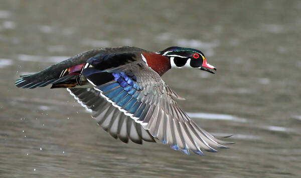 Aix Poster featuring the photograph Wood duck in action by Mircea Costina Photography