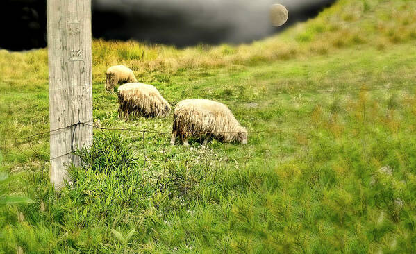 Sheep Poster featuring the photograph Wooly by Diana Angstadt