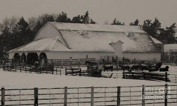 Barn Prints Poster featuring the photograph Working Cattle Barn by J L Zarek