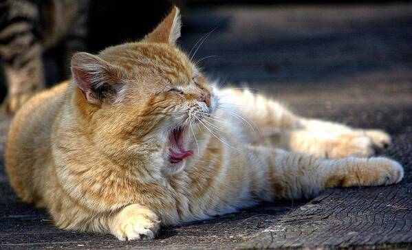 Cat Poster featuring the photograph Yawning by Chriss Pagani