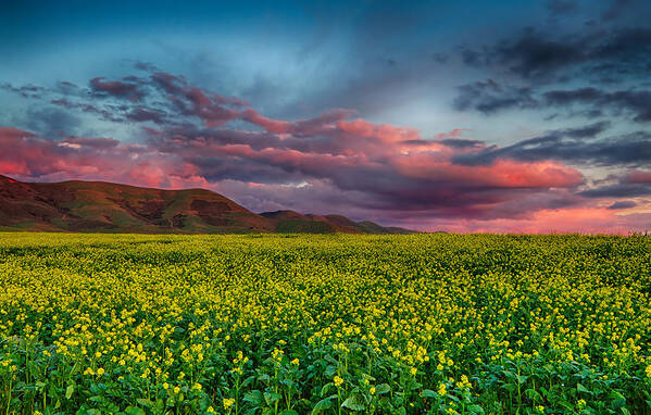 California Poster featuring the photograph Yellow Fields Forever by Beth Sargent