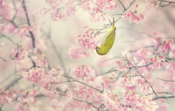 Pink Poster featuring the photograph Cherry-blossom Color #1 by Takashi Suzuki