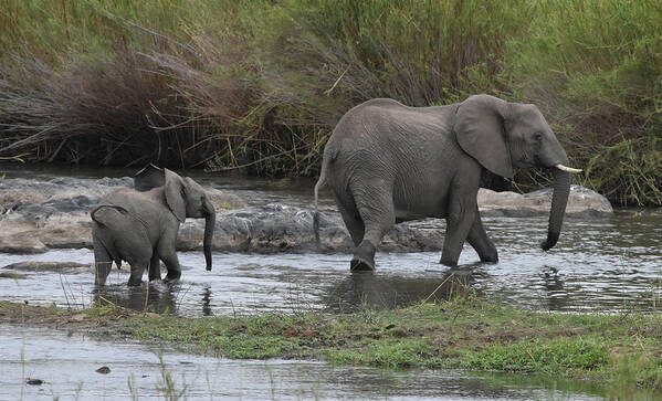 Elephants Poster featuring the photograph Following Mom #1 by Ben Foster