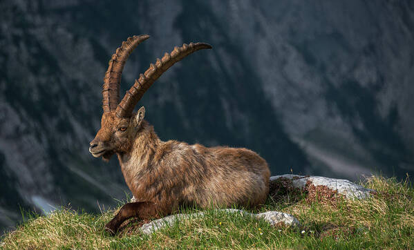 Alpine Ibex Poster featuring the photograph High In The Mountains by Ales Krivec