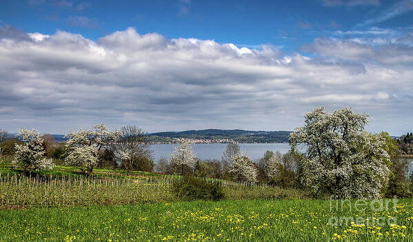 Hegau Poster featuring the photograph Spring on Lake Constance #4 by Bernd Laeschke
