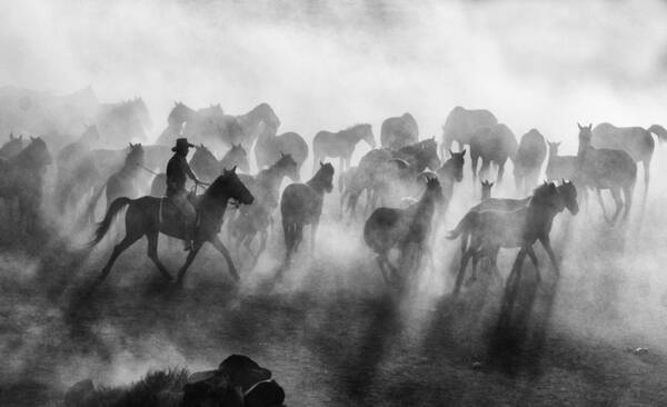 Light Poster featuring the photograph Wild Horses #1 by Mehmet Bedir